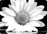 Sample image 1